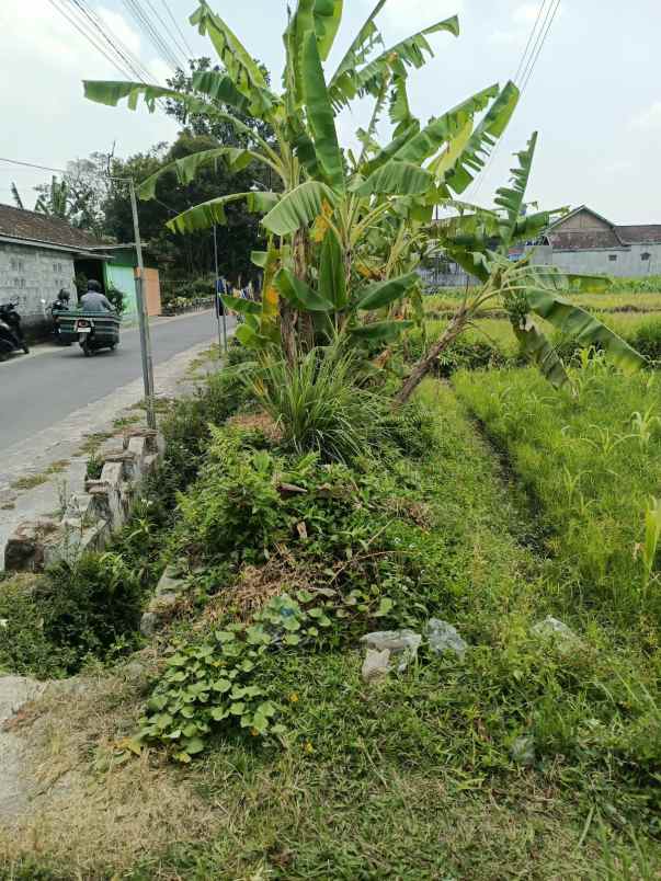 dijual tanah triharjo sleman