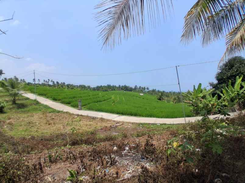 disewakan lahan murah dengan view sawah terasering