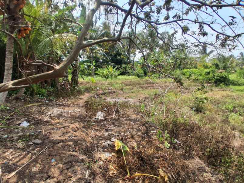 disewakan lahan murah dengan view sawah terasering