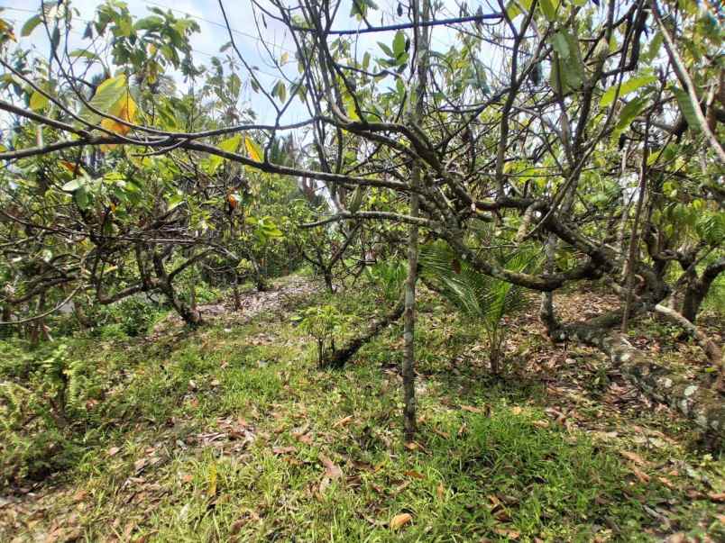 disewakan murah lahan dengan view laut dan sungai