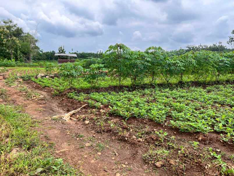 jual cepat tanah sawah 2100m sragen