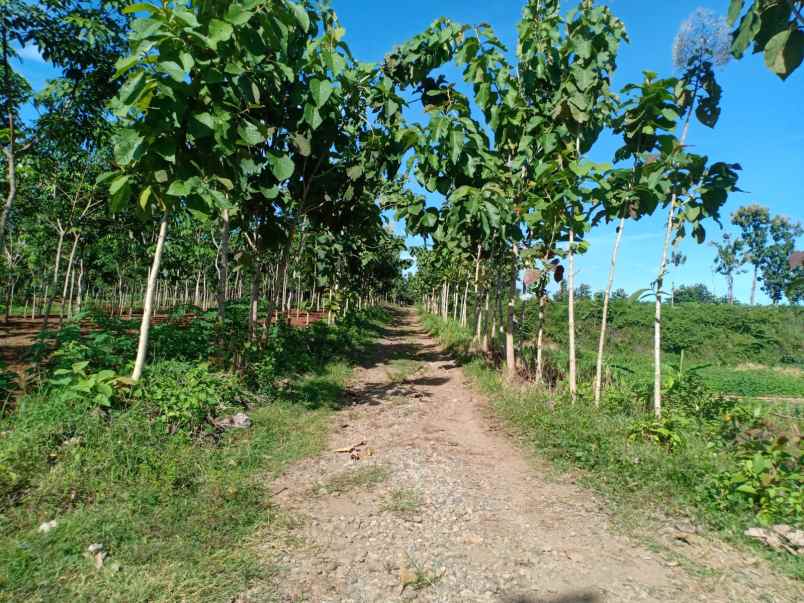 jual cepat tanah sawah 2100m sragen