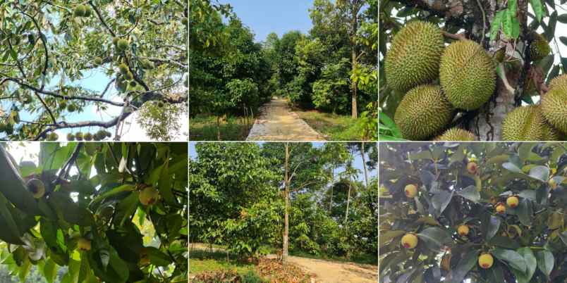 jual kebun durian di bogor