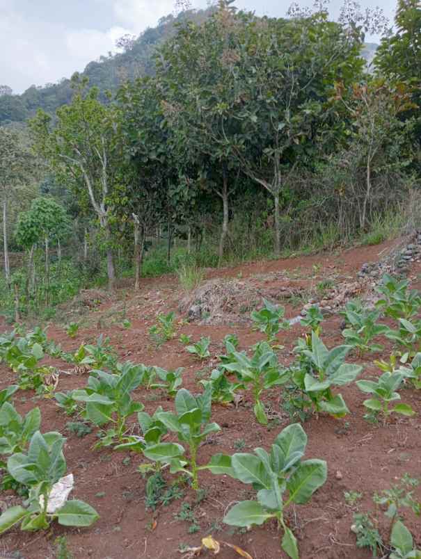 jual kebun jati segera panen