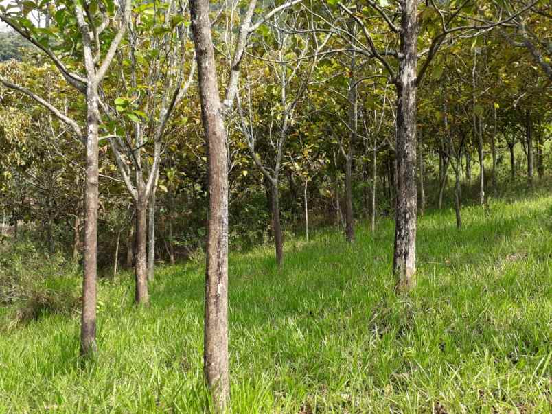 jual kebun jati segera panen