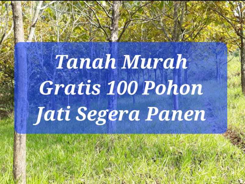 jual kebun jati segera panen