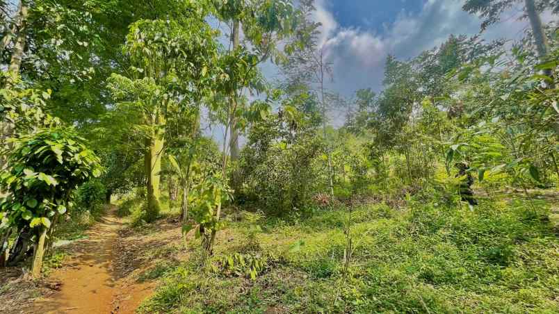 jual murah tanah kebun durian dan melinjo di pedesaan