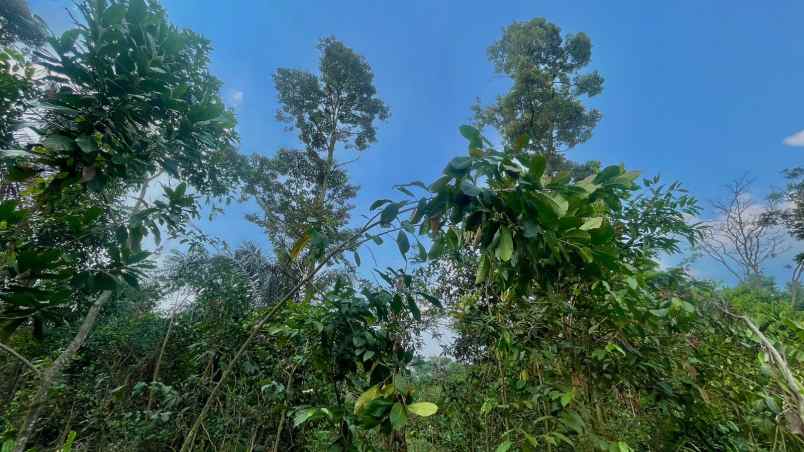 jual murah tanah kebun durian dan melinjo di pedesaan