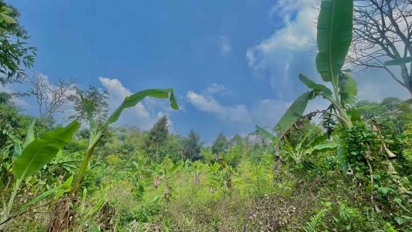 jual murah tanah kebun durian dan melinjo di pedesaan