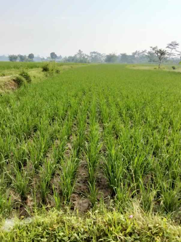 jual sawah buat impes beras