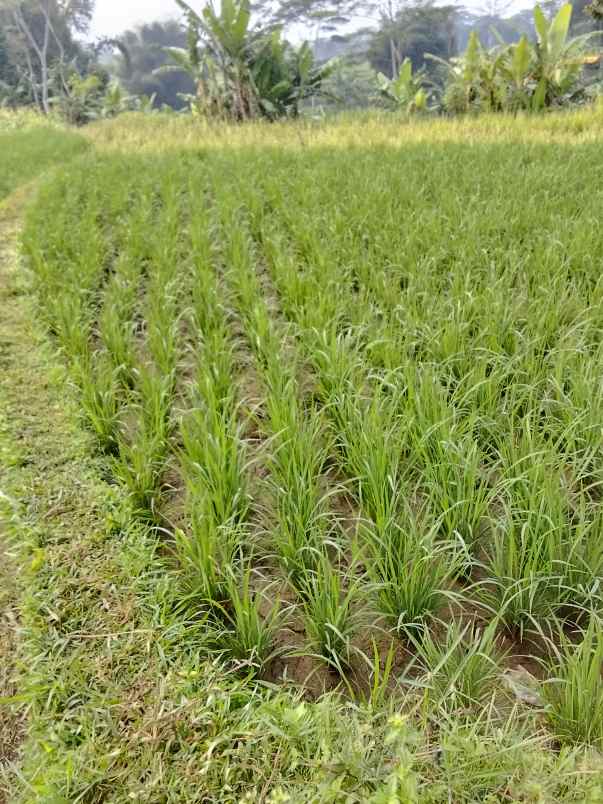 jual sawah buat impes beras