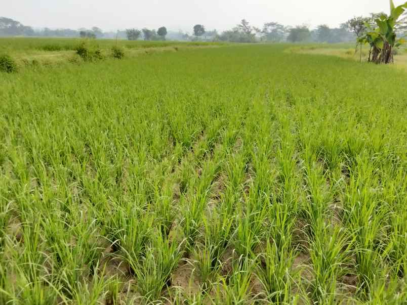 jual sawah buat impes beras