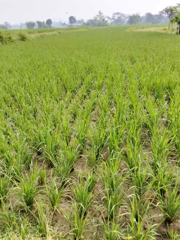 jual sawah buat impes beras