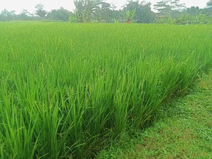 jual sawah buat impes beras
