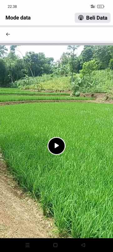jual sawah dan kebun
