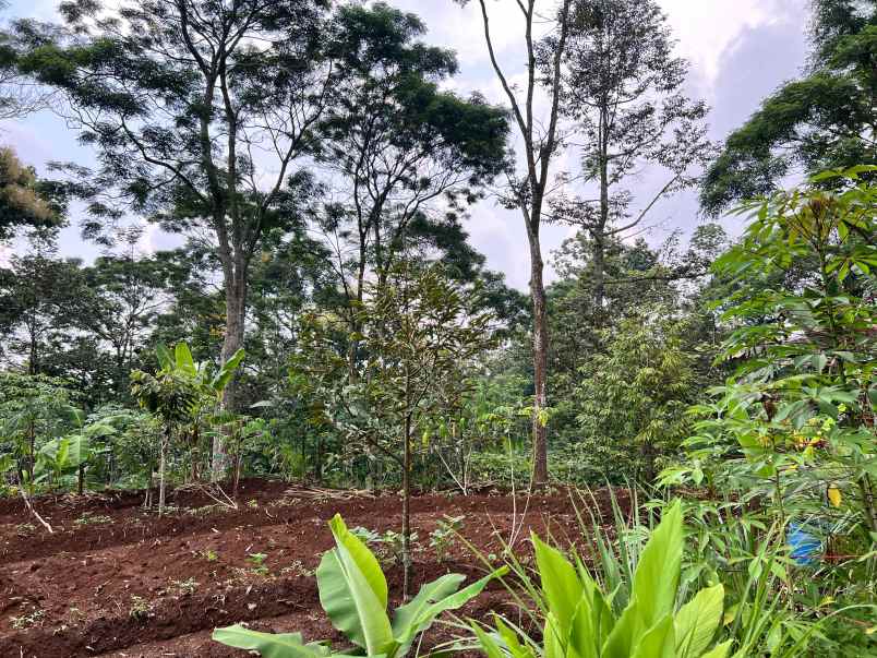 kebun durian 2233m hanya 300 juta kemuning