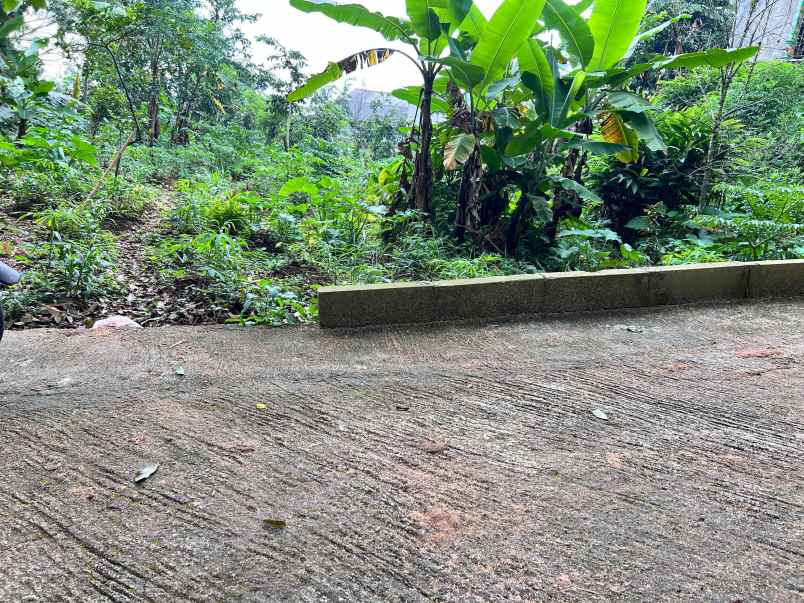 kebun durian 2233m hanya 300 juta kemuning