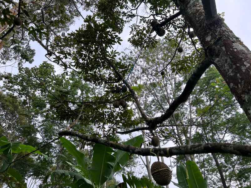 kebun durian 2233m hanya 300 juta kemuning