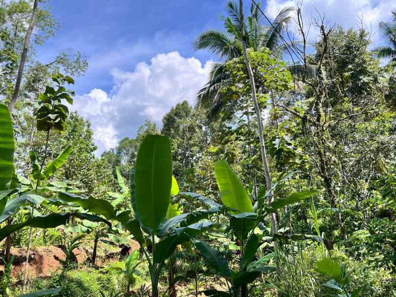 kebun durian murah hanya 250 juta karanganyar