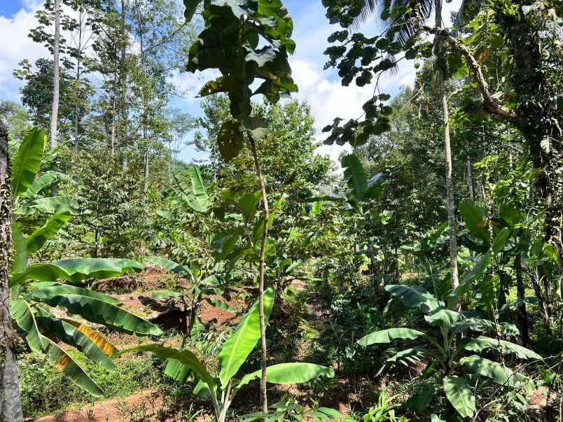 kebun durian murah hanya 250 juta karanganyar