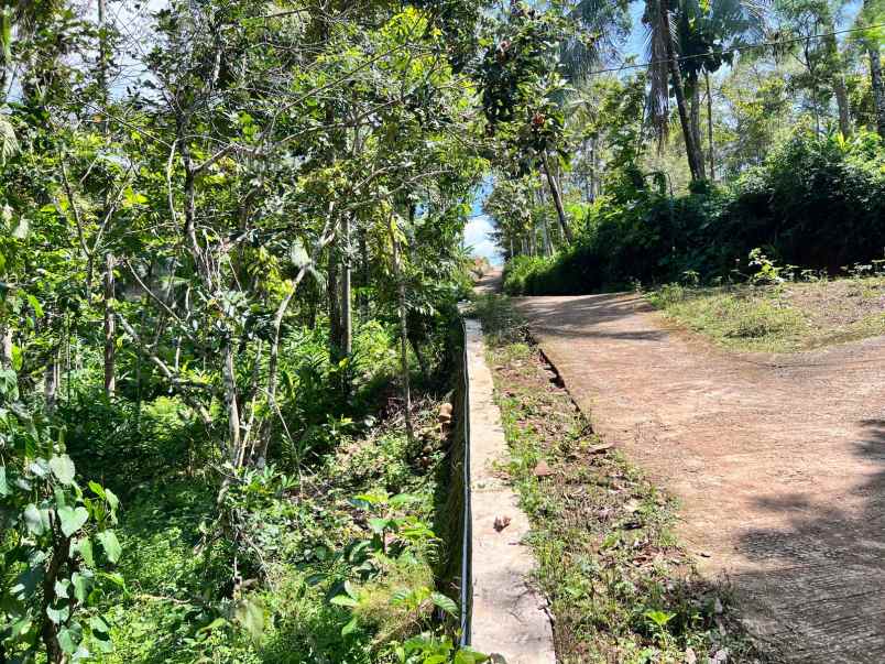 kebun durian murah hanya 250 juta karanganyar