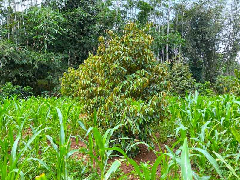 kebun durian siap berbuah 1018m2 karanganyar