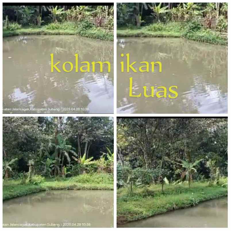 sawah kolam ikan daerah sagalaherang subang jawa barat