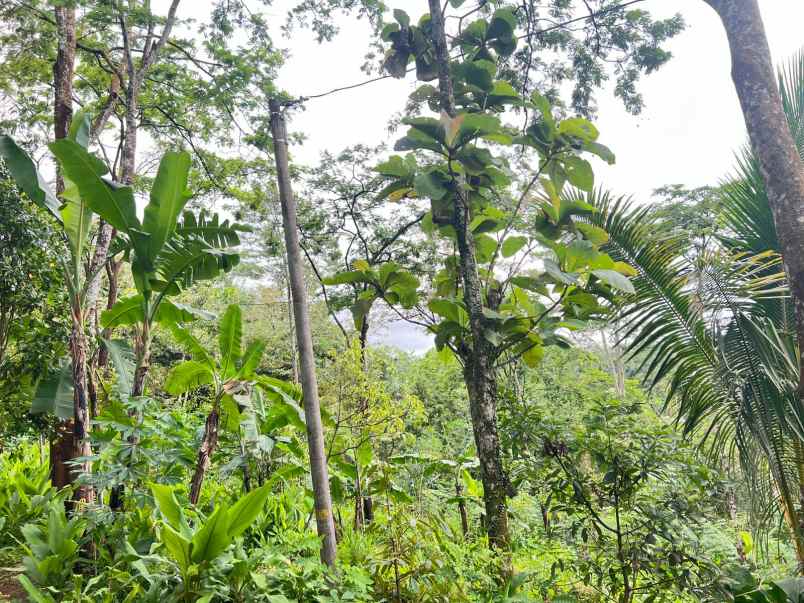 tanah 2000m udara dingin ngargoyoso karanganyar