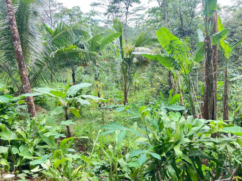 tanah 2000m udara dingin ngargoyoso karanganyar