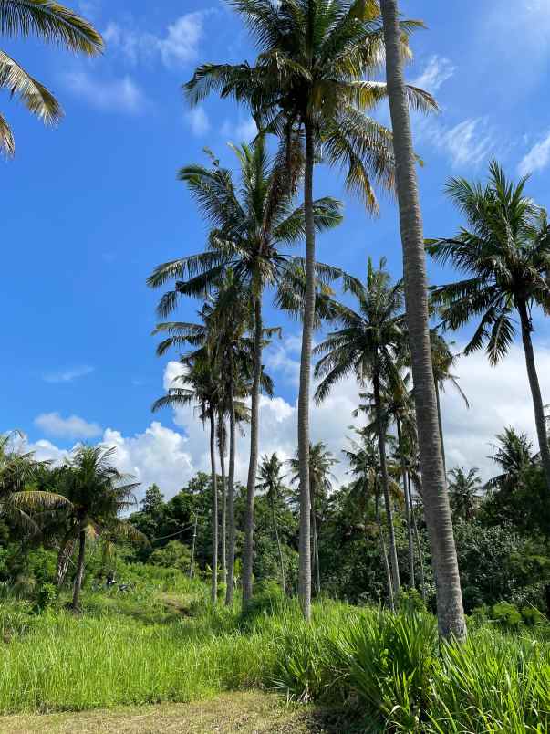 tanah beach front seraya karangasem bali