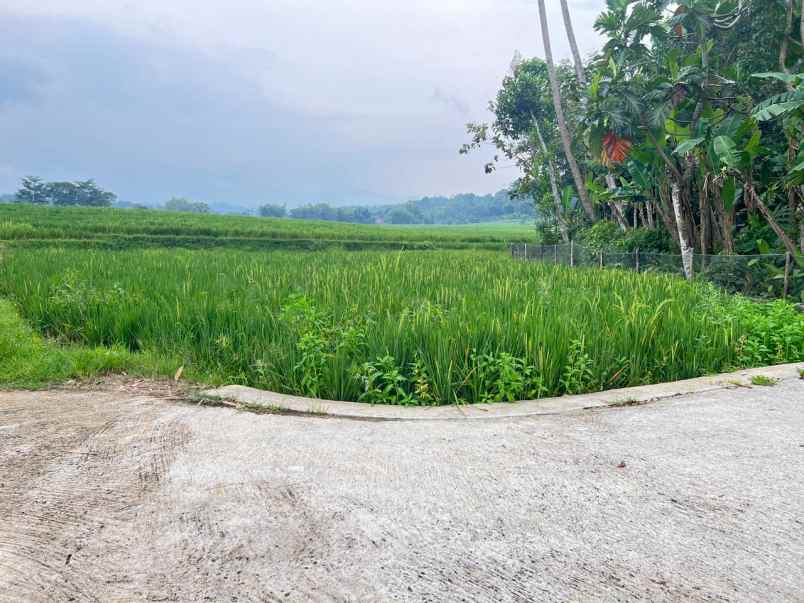 tanah datar 150 juta view hamparan sawah mojogedang