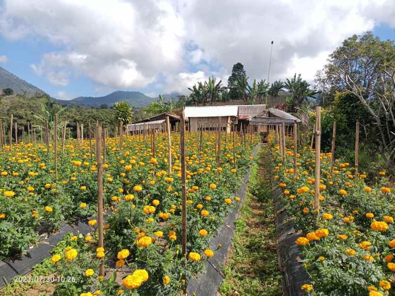 tanah di bedugul bali view gunung dan laut