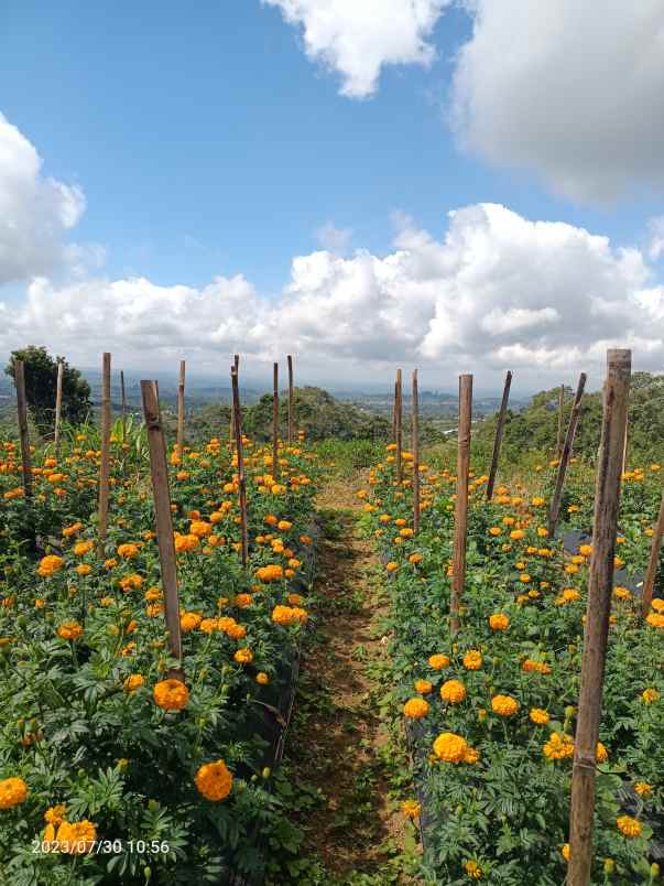 tanah di bedugul bali view gunung dan laut