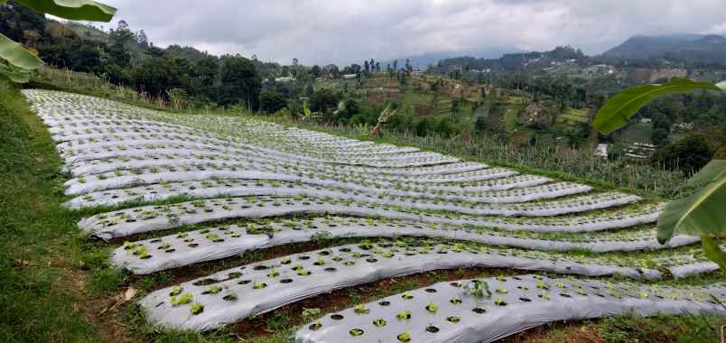 tanah dijual lembang bandung barat