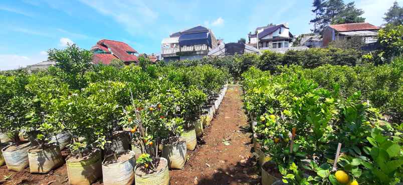 tanah kavling strawberry sayap sersan bajuri bandung