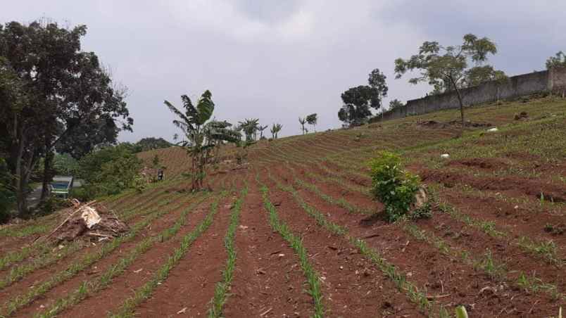 tanah kebun di cikalongkulon mekargalih cianjur