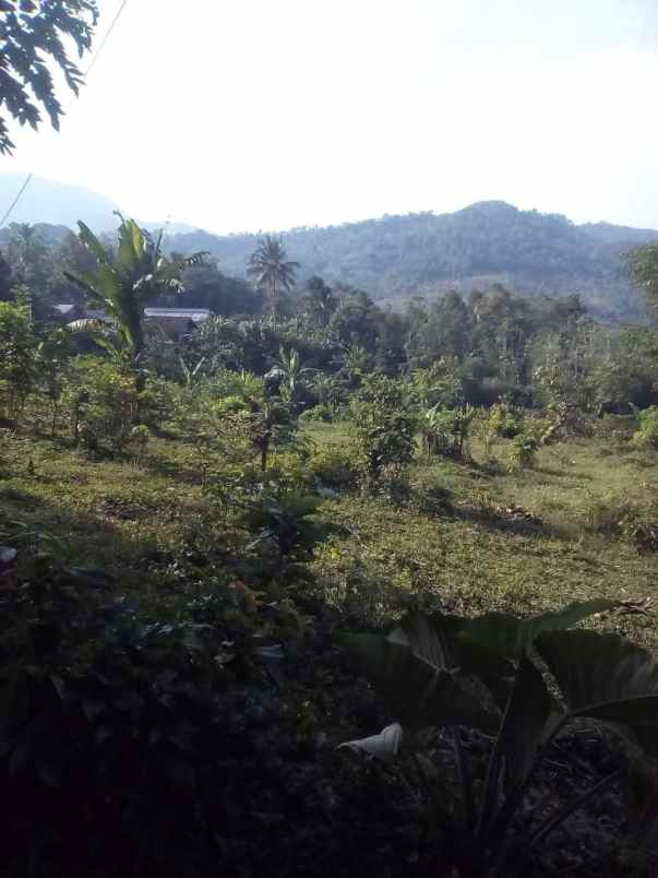 tanah kebun di cikalongkulon mekargalih cianjur