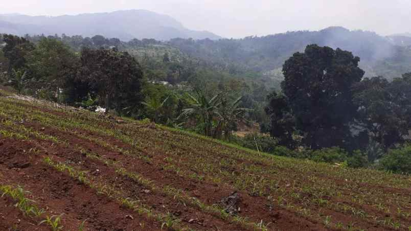 tanah kebun di cikalongkulon mekargalih cianjur