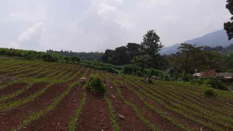 tanah kebun di cikalongkulon mekargalih cianjur