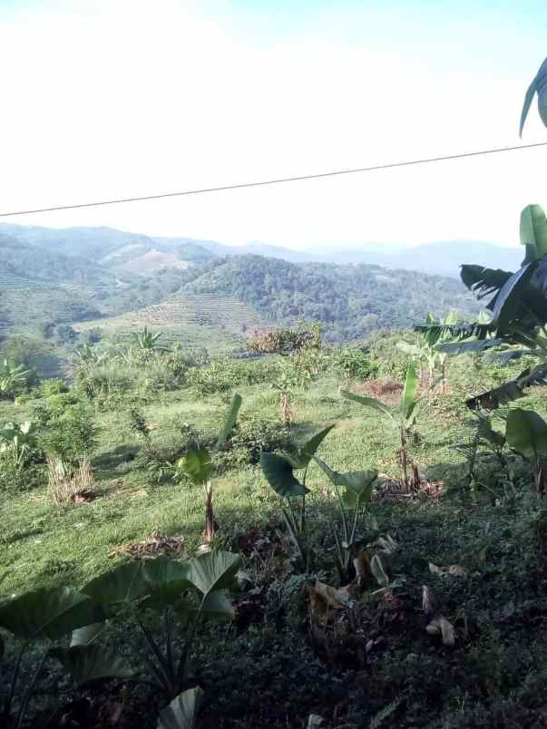 tanah kebun di cikalongkulon mekargalih cianjur