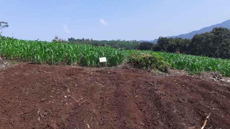 tanah kebun di cikalongkulon mekargalih cianjur