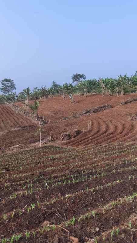 tanah kebun di cikalongkulon mekargalih cianjur