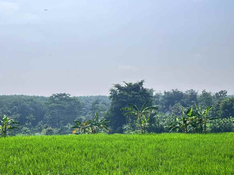 tanah kebun jati 2477m mojogedang karanganyar