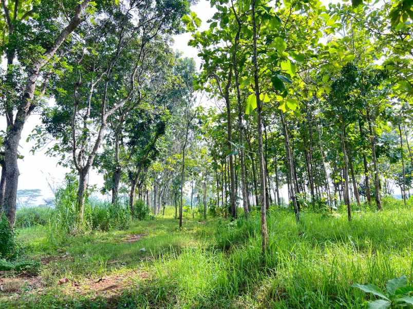 tanah kebun jati 2477m mojogedang karanganyar