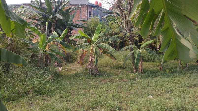 tanah murah di ciseeng parung bogor