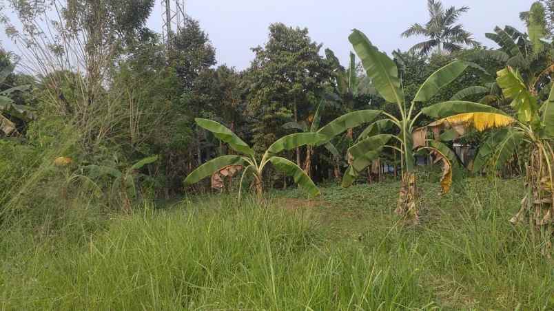 tanah murah di ciseeng parung bogor