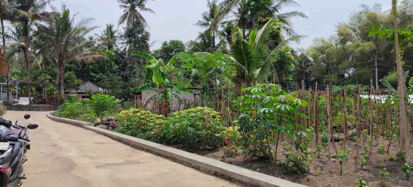 tanah pekarangan tijayan manisrenggo
