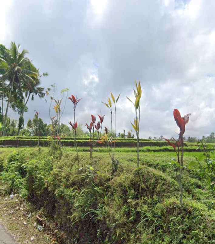 tanah view jungle di tegallalang dekat anantara ubud