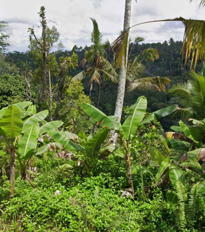 tanah view jungle di tegallalang dekat anantara ubud