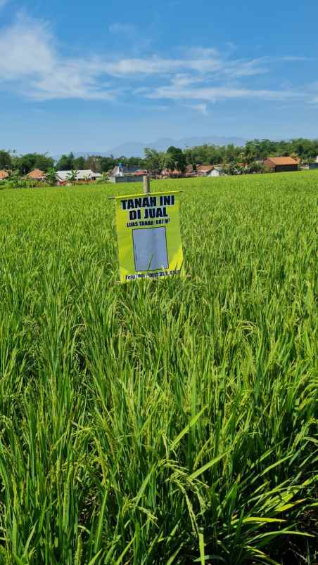 bismillah dijual tanah sawah produktif